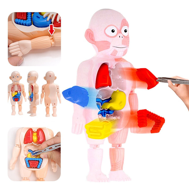 Montessori 3D Body Puzzle and Educational Model