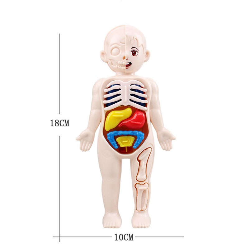 Montessori 3D Body Puzzle and Educational Model