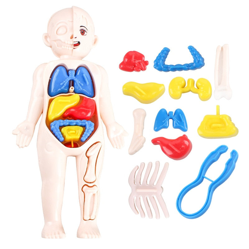 Montessori 3D Body Puzzle and Educational Model