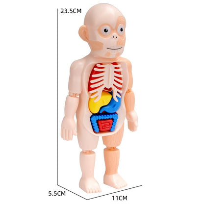 蒙特梭利 3D 人体拼图和教育模型